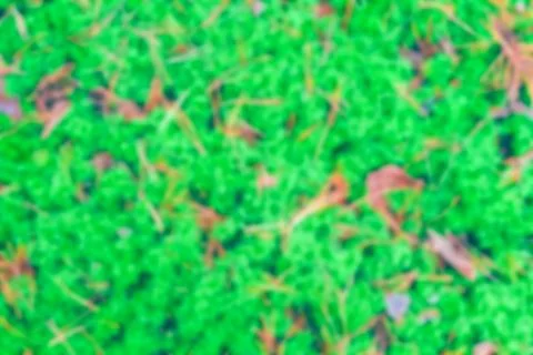 Green moss - blurred image 库存照片