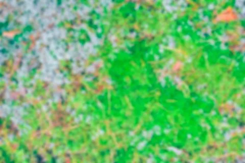 Green moss - blurred image Stock Photos