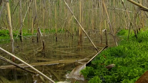 Green moss on a bog Stock Footage 68860130