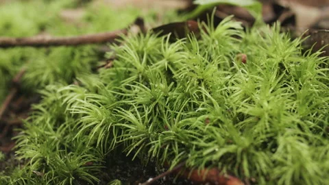 Green Moss in Borneo Stock Footage 142121706