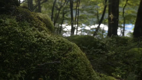 Green moss at the bottom of trees in a dark forest by a lake, in New Zealand Stock Footage 215591926