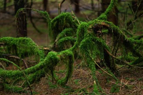 Green moss on branches Stock Photos