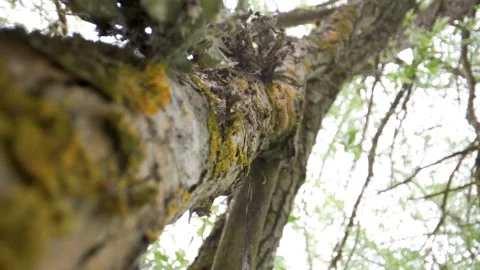 The green moss of the branches of the tree Stock Footage 134583207