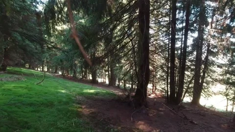 Green moss of the Carpathian forest. First person view. Stock Footage 154713070