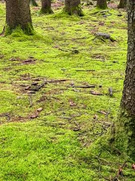 Green moss carpets ground in damp European forest Stock-Fotos