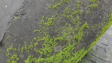 Green Moss On Cement Block At Beach Stock Footage 280567146