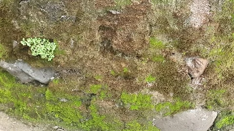 Green moss on cement walls Stock Footage 329375839