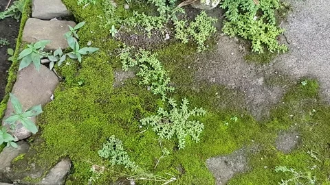 Green moss on cement walls Stock Footage 329375898