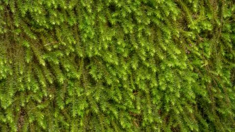 Green moss close-up. Background. Stock Photos