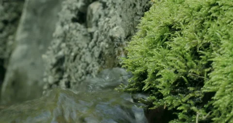 Green moss close up Stock Footage 241115500