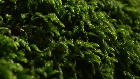 Green Moss Close-up. Stock Footage 254522530