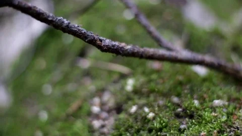 Green Moss Close Up Forest Video stock 69751484