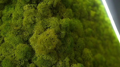 Green moss close look slow motion 스톡 동영상 101948057