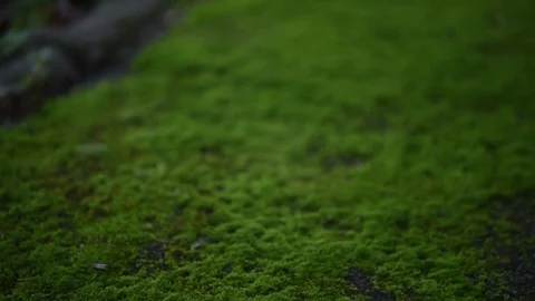 Green moss close-up. Nature.5 Stock Footage 83959339