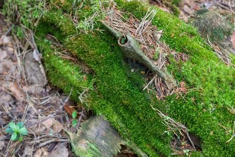 Green moss. Close-up. Stock Photos