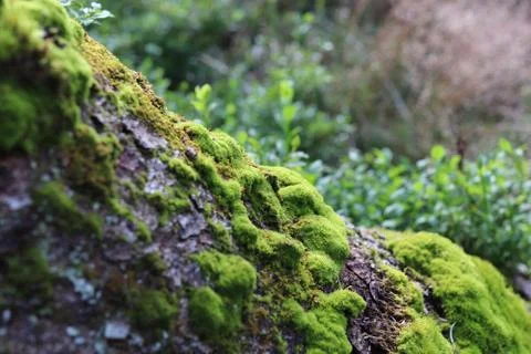 Green moss close-up Stock Photos