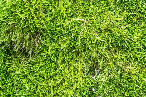 Green moss close-up Stock Photos