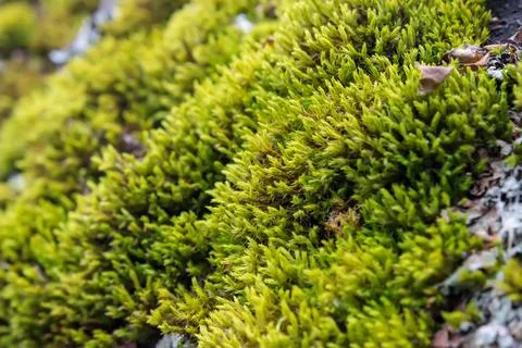 Green moss. Close-up. Stock Photos