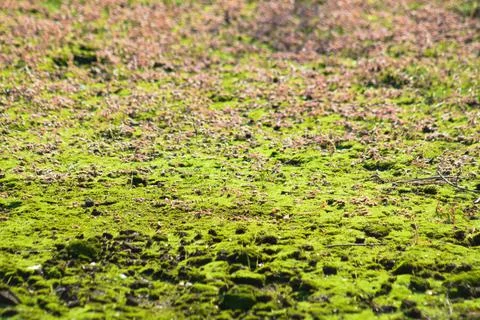 Green moss closeup view with selective focus on foreground Stock-Fotos