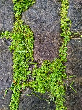 Green moss on the conblock Stock Photos