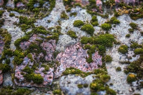 Green moss on concrete with bricks background Фото