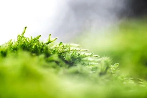 Green moss contrast Stock Photos