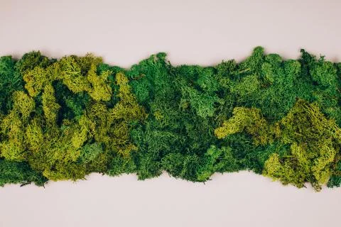 Green moss with copy-space Stock Photos