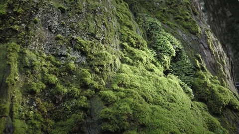 Green Moss Cover Ancient Trunk Big Tree Stock Footage 129304859