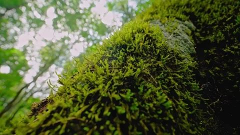Green moss cover textured tree bark in lush green forest under soft daylight Stock Footage 344354542