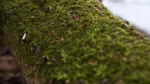 Green moss covered alder tree trunk Stock Footage 272296532