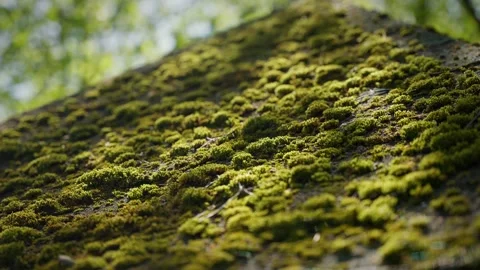 Green moss covered the bark of the tree Stock Footage 246628568