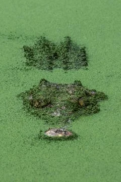 Green moss covered crocodile lurking Stock Photos