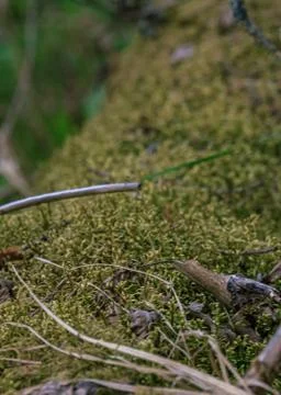 Green moss covered fallen tree Stock Photos