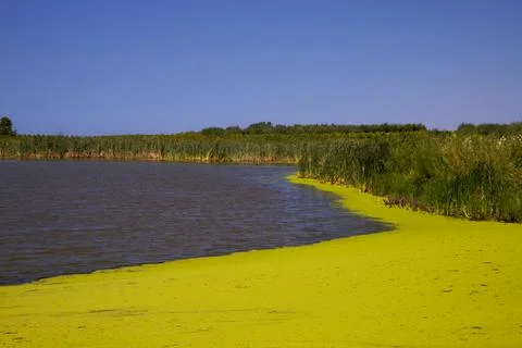 Green moss covered pond Stock Photos