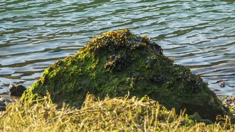 Green moss covered rock close up on the shore of a river - timelapse Stock-Footage 220663789