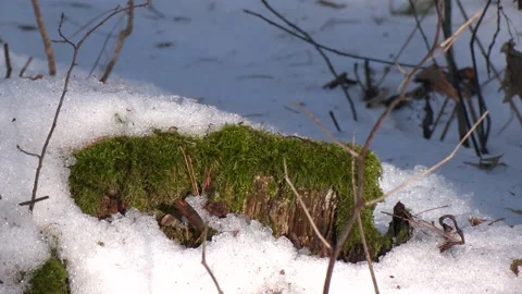 Green moss covered in snow Stock Footage 237213216