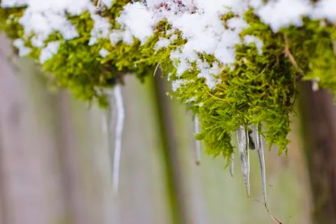 Green moss covered with snow Stock Photos
