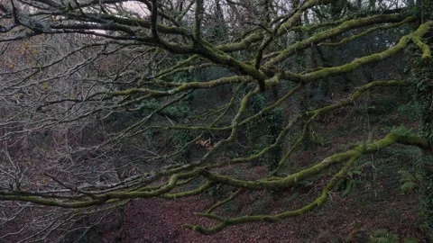 Green Moss Covered Tree Branches In The Forest Stock Footage 326884971
