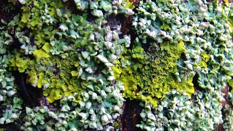 Green moss covered the tree, close-up, in the botanical garden Stock Footage 233610267