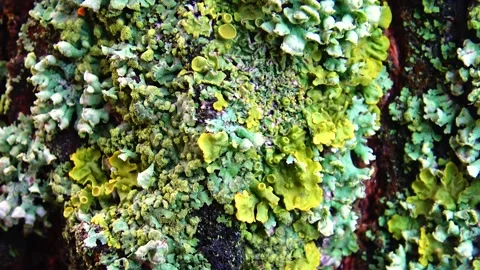 Green moss covered the tree, close-up, in the botanical garden Stock Footage 233610341
