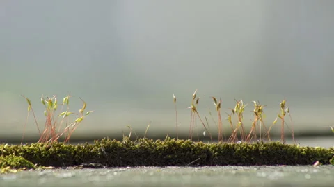 Green moss covered on a tree Stock Footage 308596597