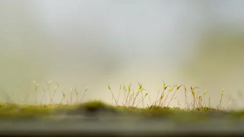 Green moss covered on a tree Stock Footage 308596610