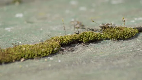 Green moss covered on a tree Stock Footage 308596671