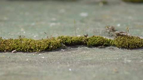 Green moss covered on a tree Stock Footage 308596731