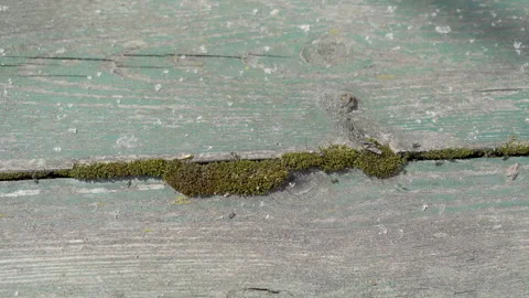 Green moss covered on a tree Stock Footage 308596849