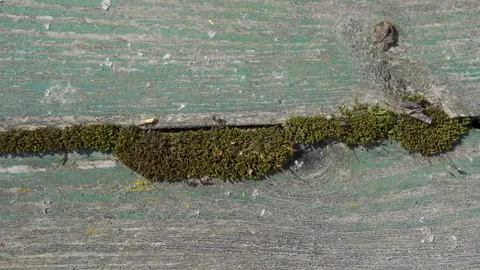 Green moss covered on a tree Stock Footage 308597039