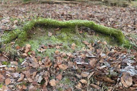 Green Moss Covered Tree Root Above Woodland Floor and surrounded by Leaves Stock Photos