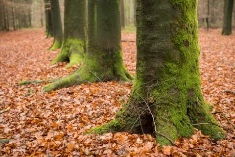 Green, moss-covered, trees Stock Photos