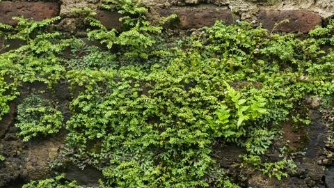 Green Moss Covered Wall Texture Background Close Up Fotos de archivo