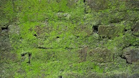 Green Moss Covered Wall Texture Background Close Up Fotos de archivo
